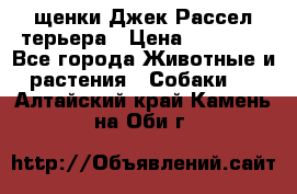 щенки Джек Рассел терьера › Цена ­ 27 000 - Все города Животные и растения » Собаки   . Алтайский край,Камень-на-Оби г.